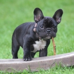 Why Are French Bulldogs so Pup-ular?